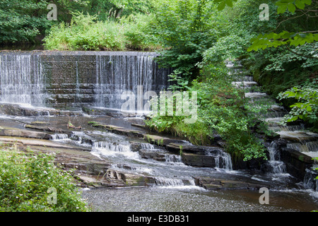 Birkacre Weir et de l'échelle à poissons sur la rivière l'Achillée Millefeuille dans Valley Country Park, Coppull, Lancashire, Royaume-Uni. Banque D'Images