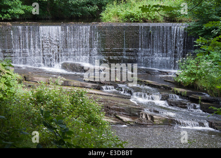 Birkacre Weir sur la rivière l'Achillée Millefeuille dans Valley Country Park, Coppull, Lancashire, Royaume-Uni. Banque D'Images