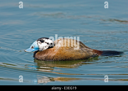 L'érismature à tête blanche - Oxyura leucocephala Banque D'Images