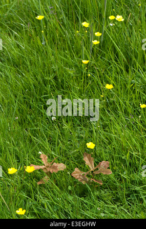 Des semis de chêne autoensemencés, Quercus robur, germant dans des prairies plantées par des écureuils? Banque D'Images