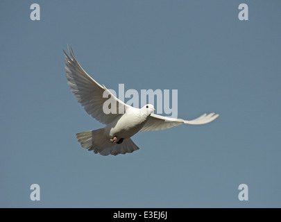 Pigeon ou le pigeon biset - Columba livia - formulaire blanc Banque D'Images