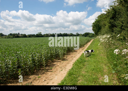 Un champ, faba ou ou fève Vicia faba, récolte en fleurs en West Berkshire sur une belle journée de juin Banque D'Images