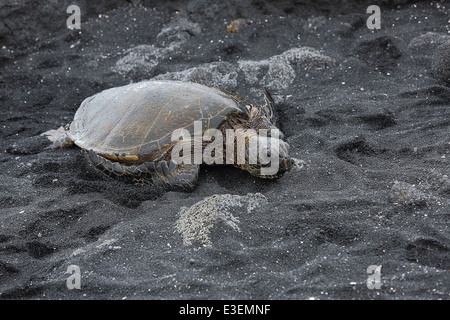 Disparition belle tortue de mer verte sur Punalu'u plage de sable noir à Hawai'i Banque D'Images