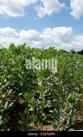 Un champ, faba ou ou fève Vicia faba, récolte en fleurs en West Berkshire sur une belle journée de juin Banque D'Images