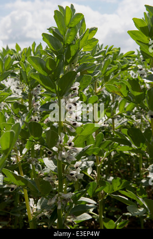 Un champ, faba ou ou fève Vicia faba, récolte en fleurs en West Berkshire sur une belle journée de juin Banque D'Images