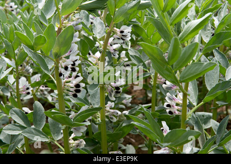 Un champ, faba ou ou fève Vicia faba, récolte en fleurs en West Berkshire sur une belle journée de juin Banque D'Images