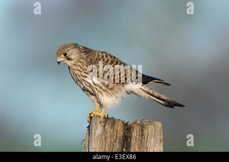 Kestrel Falco tinnunculus Banque D'Images