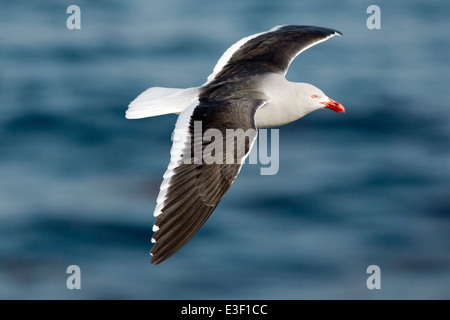 Gull - Larus scoresbii Dolphin en plumage nuptial Banque D'Images