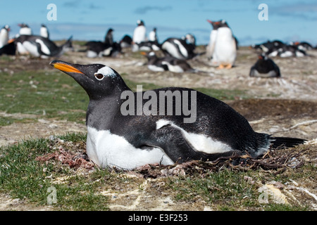 Gentoo pingouin - Pygoscelis papua Banque D'Images