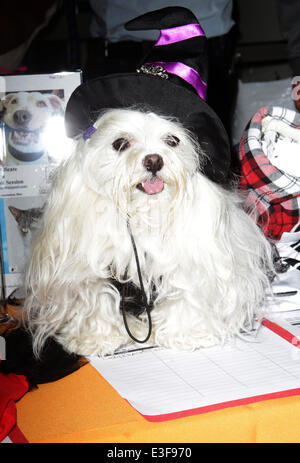 L'Amanda Bow Wow annuel de la Fondation Beverly Hills de l'événement Halloween à deux Rodeo comprend : l'investiture Dog Où : Los Angeles, California, United States Quand : 27 Oct 2013 Banque D'Images