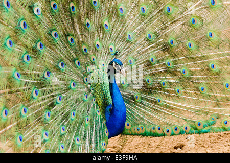 Paons paon (Pavo cristatus) affichage tail feathers Banque D'Images