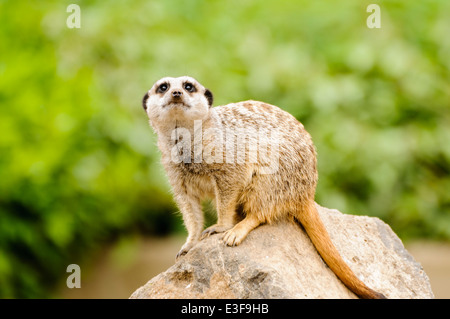 Les suricates (Suricata suricatta) à la recherche de prédateurs au-dessus Banque D'Images