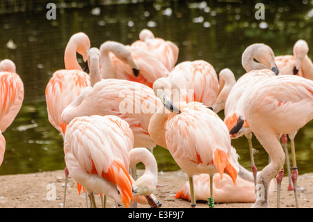 Flamant du Chili (Phoenicopterus chilensis), répertorié comme quasi menacée par l'UICN Banque D'Images