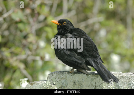 Turdus merula Blackbird Banque D'Images