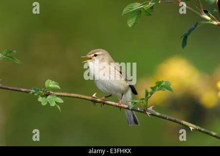 Phylloscopus trochilus Willow Banque D'Images