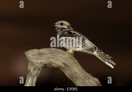 L'engoulevent Caprimulgus europaeus Banque D'Images