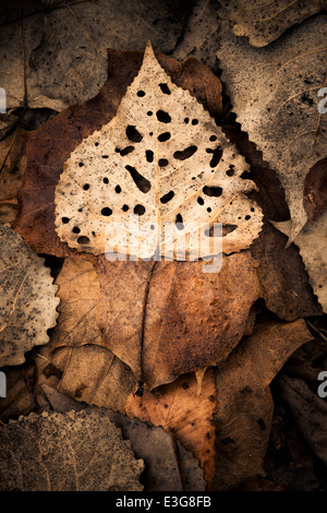 Une décomposition des feuilles du peuplier deltoïde partiellement Banque D'Images