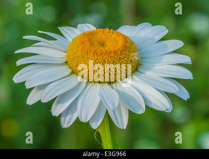 A Daisy Closeup macro shot out à l'état sauvage. Banque D'Images