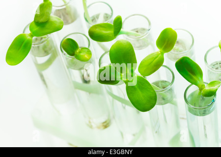 De nombreuses plantes vertes dans des tubes à essai sur tableau blanc Banque D'Images