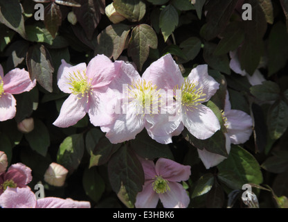 Clematis montana 'Mayleen' Rubens var close up of flowers Banque D'Images