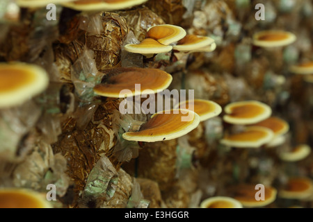 Champignons Lingzhi dans une ferme de champignons Banque D'Images