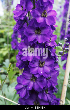 Delphinium 'Purple Velvet' close up of flower Banque D'Images