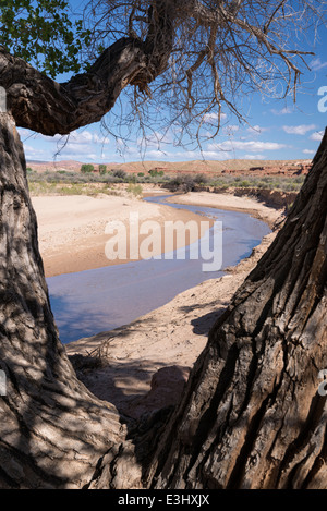 Paria River et le peuplier arbre dans le désert de l'Utah du sud. Banque D'Images