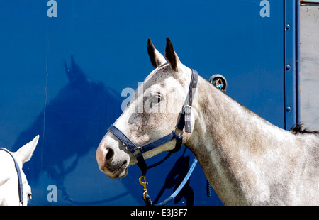 Un poney de polo gris attaché à un cheval fort. Banque D'Images