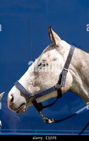 Un poney de polo gris attaché à un cheval fort. Banque D'Images