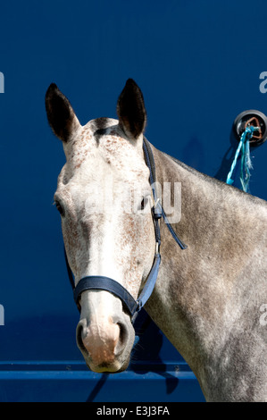 Un poney de polo gris attaché à un cheval fort. Banque D'Images