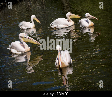 Grand groupe de pélicans blancs (Pelecanus onocrotalus) sur l'étang. Photo Nature. Banque D'Images