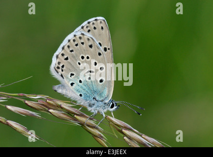 Grand Papillon Bleu - Maculinea arion dessous sur la tête de semences de graminées Banque D'Images