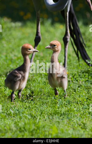 Bleu, le paradis ou grues Stanley (Anthropoides paradisea). Onze jours poussins. Frères et sœurs. Près de parent. Banque D'Images