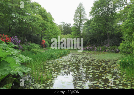 Rhododendrons À Fleurs printanières et Lillies sur le bord d'un lac dans Le Parc Tatton, Knutsford, Cheshire, Angleterre, Royaume-Uni Banque D'Images