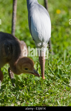 Bleu, le paradis ou Stanley Crane (Anthropoides paradisea). Des profils avec 10 jours chick à la recherche de l'herbe parmi les invertébrés. Banque D'Images