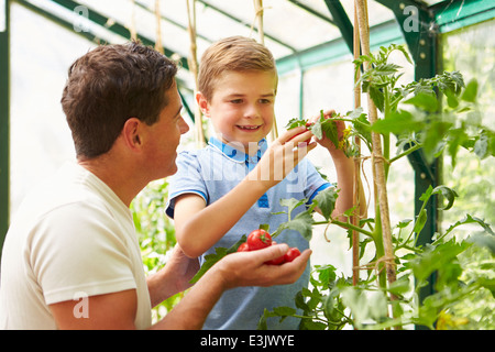 Père et Fils Accueil de récolte dans les tomates de serre Banque D'Images