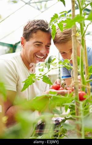 Père et Fils Accueil de récolte dans les tomates de serre Banque D'Images