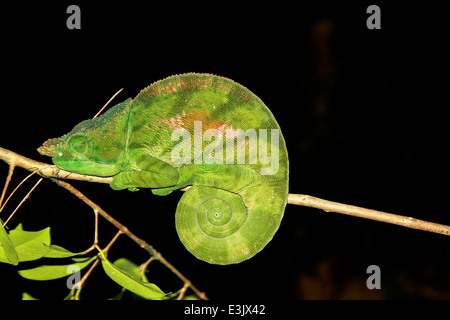 Madagascar, Globe-horned Chameleon (globifer Calumma) Banque D'Images