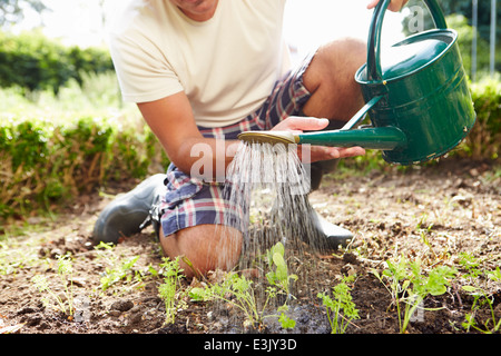 Close Up of Man Watering plants dans la masse sur la répartition Banque D'Images