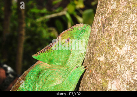 Madagascar, Globe-horned Chameleon (globifer Calumma) Banque D'Images