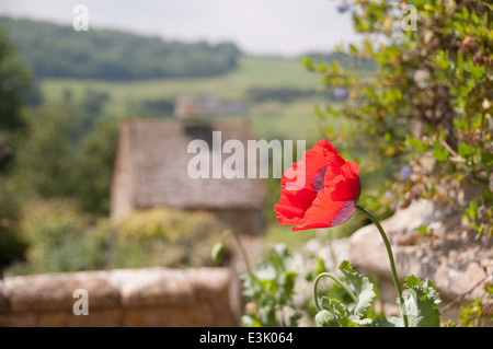 Belle culture du pavot à l'intérieur d'une maison de campagne anglaise jardin. à l'arrière-plan vous voyez les collines du cotswold Banque D'Images