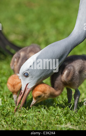 Bleu, le paradis ou grues Stanley (Anthropoides paradisea). Nourrir les oiseaux parent aux côtés de poussins, appelée membrane nictitante de l'œil. Banque D'Images