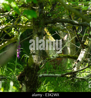 Un Daim Buck à Murlough Bay dans le comté d'Antrim en Irlande du Nord Banque D'Images