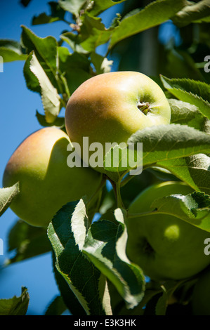 La pendaison des pommes sur un arbre Banque D'Images