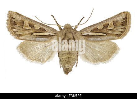 Lepidoptera Noctuidae Cladocerotis optabilis ; ; ; ; 1837 Boisduval Banque D'Images