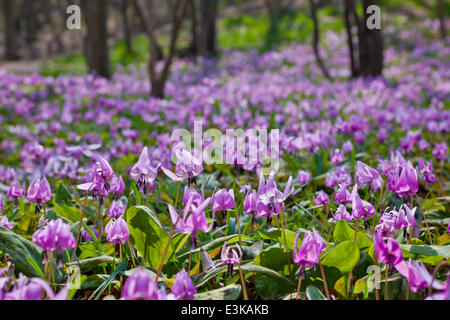 La Dent de chien japonais violet Banque D'Images