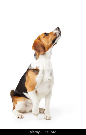 Portrait de chien beagle Against White Background Banque D'Images