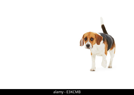 Portrait de chien beagle Walking Against White Background Banque D'Images