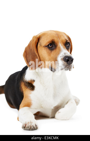 Portrait de chien beagle couché contre fond blanc Banque D'Images