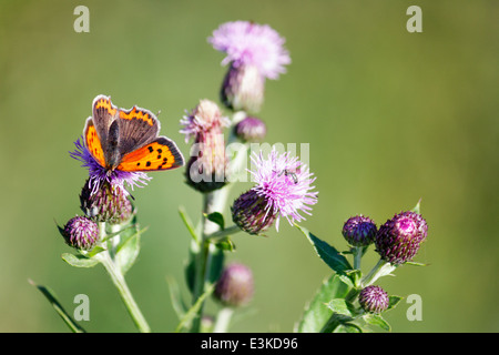 Papillon sur une fleur de chardon marie (silybum marianum) dans le champ vert Banque D'Images